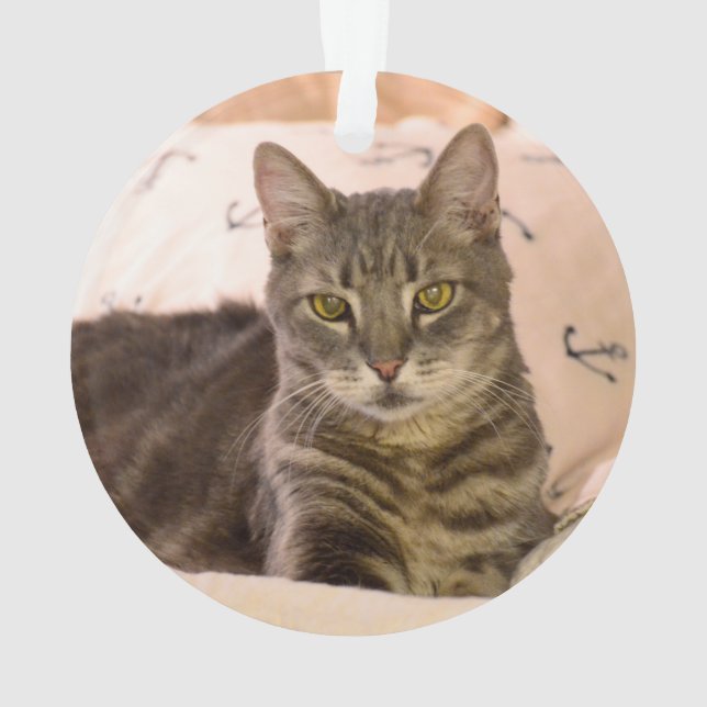 cinza por ornamento de gato (Verso)