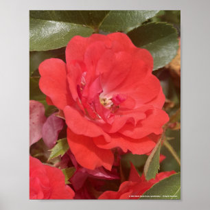 cinza por um dia Impressão Floral Vermelha