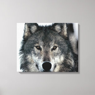 Cinza Wolf Eyes Canvas