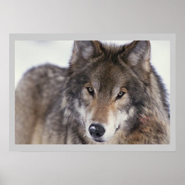 Cinza Wolf Poster 18x24 (Frente)