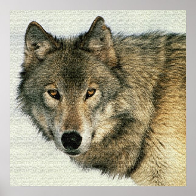 Cinza Wolf Poster 24x24 (Frente)
