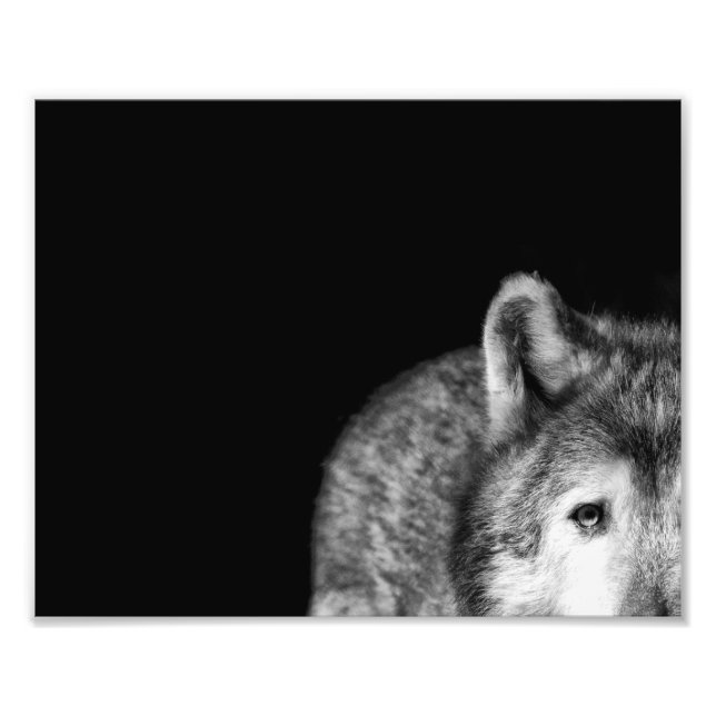 Cinza Wolf Stare - Impressão de Fotografias a Pret (Frente)