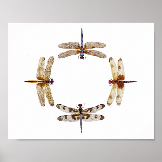 Círculo de Dragonflies Poster III (Frente)