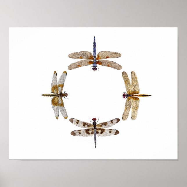 Círculo De Dragonflies Poster III (Frente)