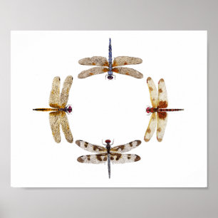 Círculo do poster III das libélulas