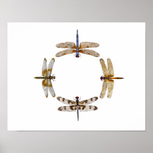 Círculo do poster III das libélulas
