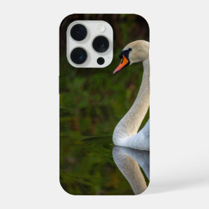 cisne