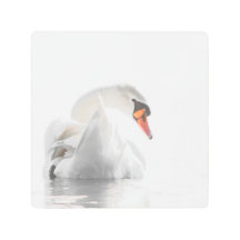 Cisne Branco na Água 