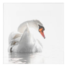 Cisne Branco na Água 