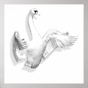 Cisne branco - poster