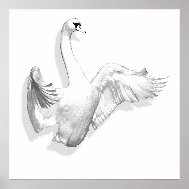 Cisne branco - poster (Frente)
