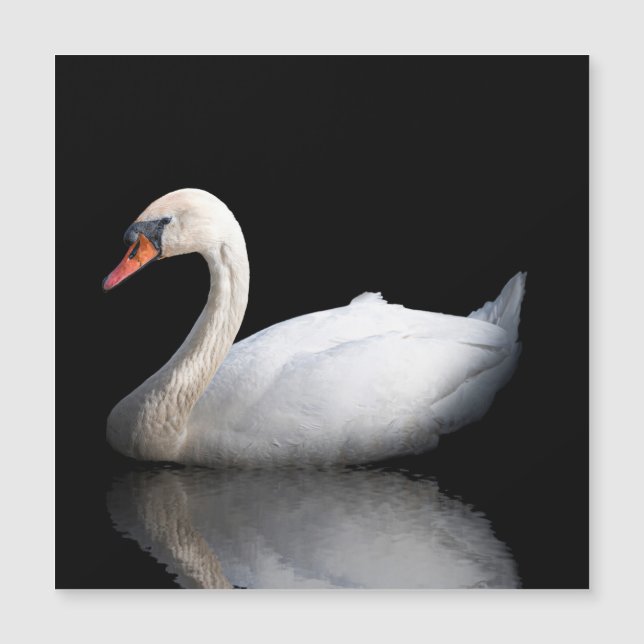 Cisne branco sobre preto (Frente)