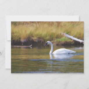 Cisne de trompetista
