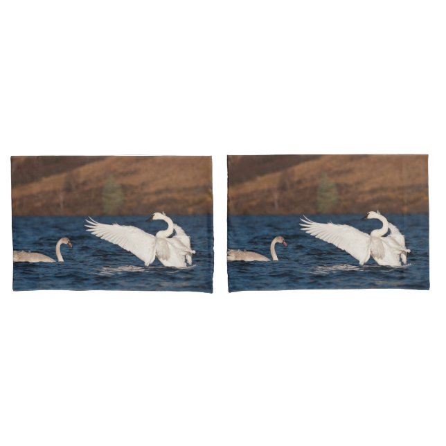 Cisne Flapping (Frente - conjunto)