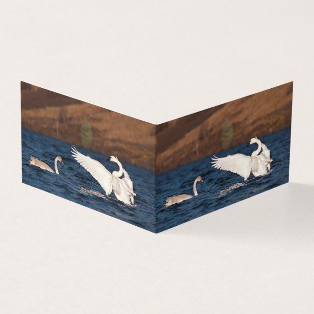 Cisne Flapping (Exterior)