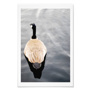 Cisne na foto do poster da cor do lago