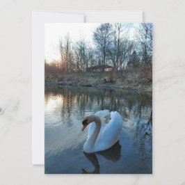 Cisne no lago durante o pôr do sol