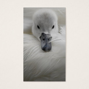 Cisne, penas brancas bonitas, conforto da beleza