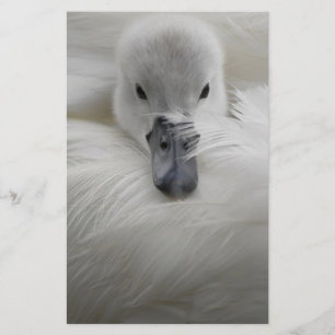 Cisne, penas brancas bonitas, conforto da beleza