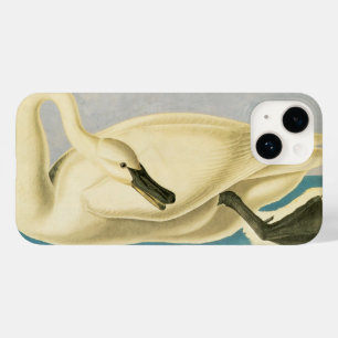 Cisne Trombeteiro por John James Audubon, Ave Vint
