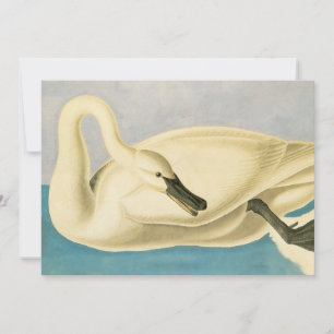 Cisne Trombeteiro por John James Audubon, Ave Vint