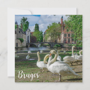 Cisnes brancas de Bruges