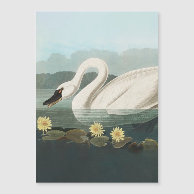 cisnes brancas de pássaro de audubon do cisne (Frente)