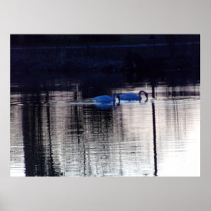 Cisnes brancas na Poster de Dusk