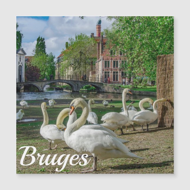 Cisnes brancas no centro de Bruges (Frente)