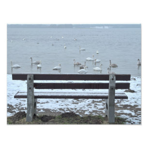 Cisnes, lago e um banco - impressão de fotografia