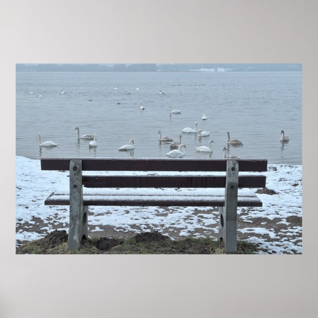 Cisnes, lago e um banco - poster (Frente)
