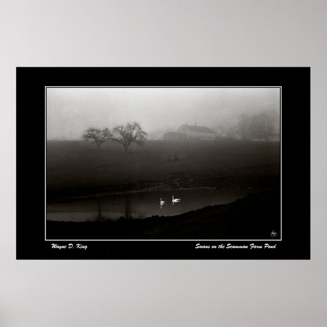 Cisnes na Poster de Fazenda da  Scamman (Frente)