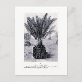 Citocinética fóssil em cartão postal de arte flora