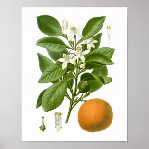 Citrus Fruta Laranja Impressão Botânica no. 2 Wall