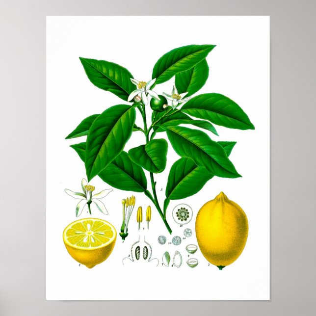 Citrus Fruta Lemon Botanic Impressão no. 7 Wall Ar (Frente)