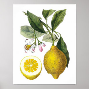 Citrus Fruta Lemon Botanic Impressão no. 9 Wall Ar