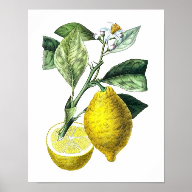 Citrus Fruta Lemon Botanical Impressão no. 10 Wall (Frente)