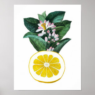 Citrus Fruta Lemon Botanical Impressão no. 11 Wall
