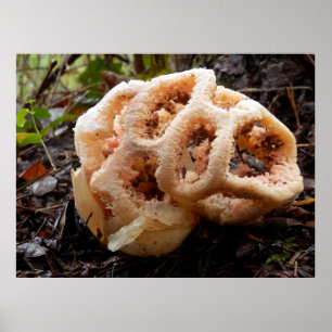 Clathrus ruber Poster