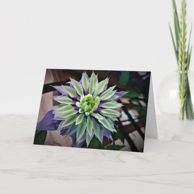 Clematis, cartão (Frente)