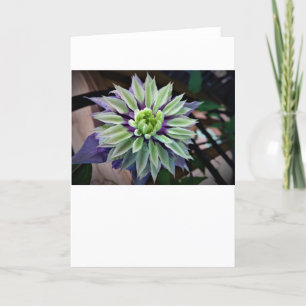 Clematis, cartão