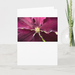 Clematis, Cartão