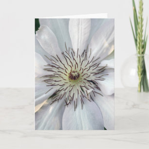Clematis   Fotografia da Natureza em Cartão em Bra