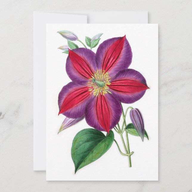 Clematis Magnifica (Frente)