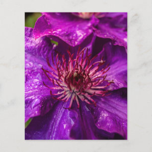 Clematis O Presidente