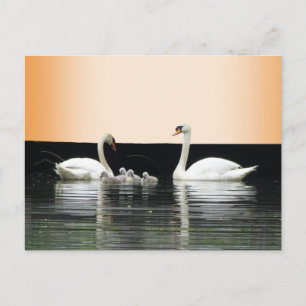 Cliente da Família Swan. Cartão postal BG Color DI