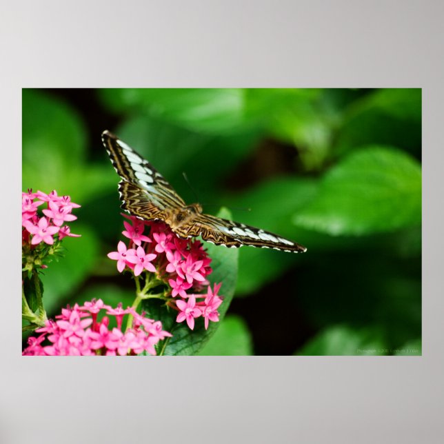 Clipper em Pentas 2 Impressão (Frente)