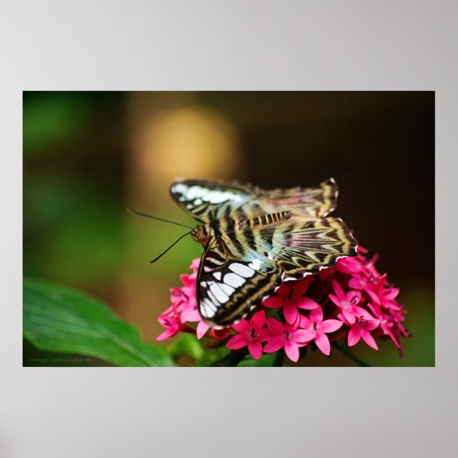 Clipper em Pentas 3 Impressão (Frente)