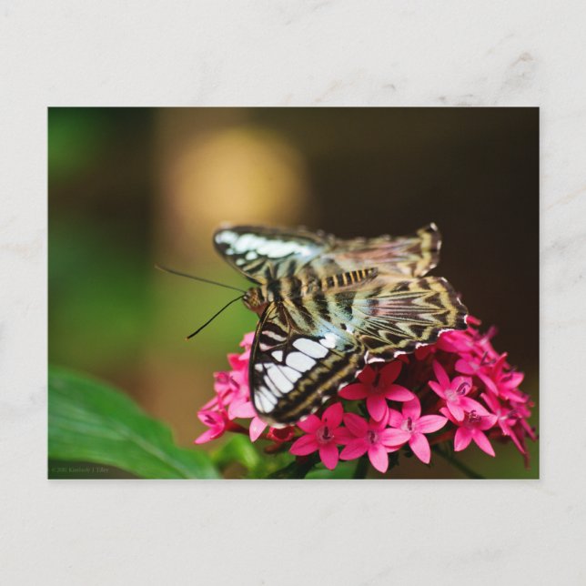 Clipper no cartão postal Pentas 3 (Frente)