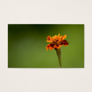Close up da flor do cravo-de-defunto